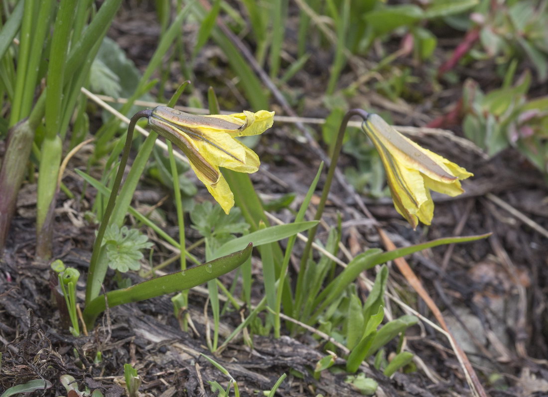 Image of Tulipa heterophylla specimen.