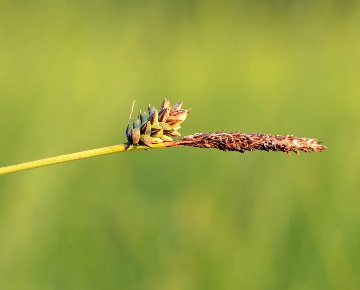 Изображение особи Carex meyeriana.