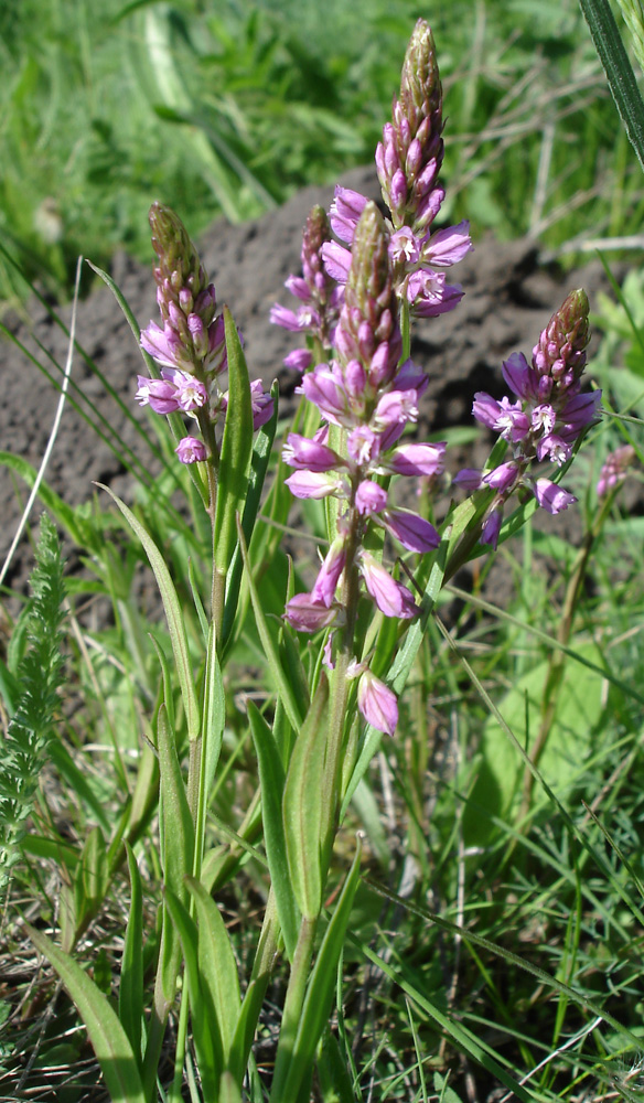 Image of Polygala comosa specimen.