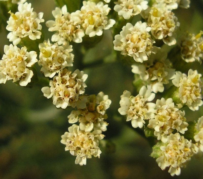 Image of Achillea micranthoides specimen.