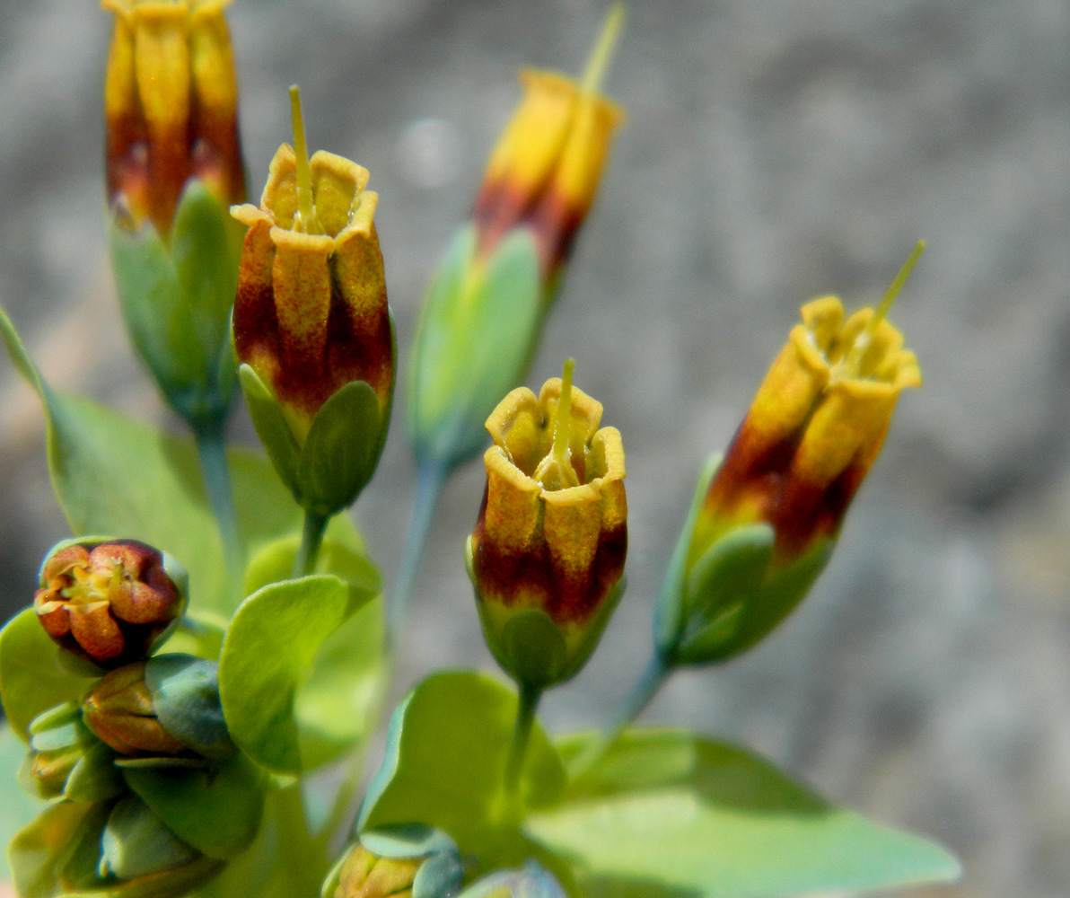 Image of Cerinthe glabra ssp. caucasica specimen.