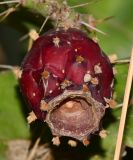 Opuntia cochenillifera