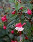 Fuchsia hybrida. Соцветие с цветком и бутонами. Германия, г. Duisburg, Ботанический сад. 20.09.2013.