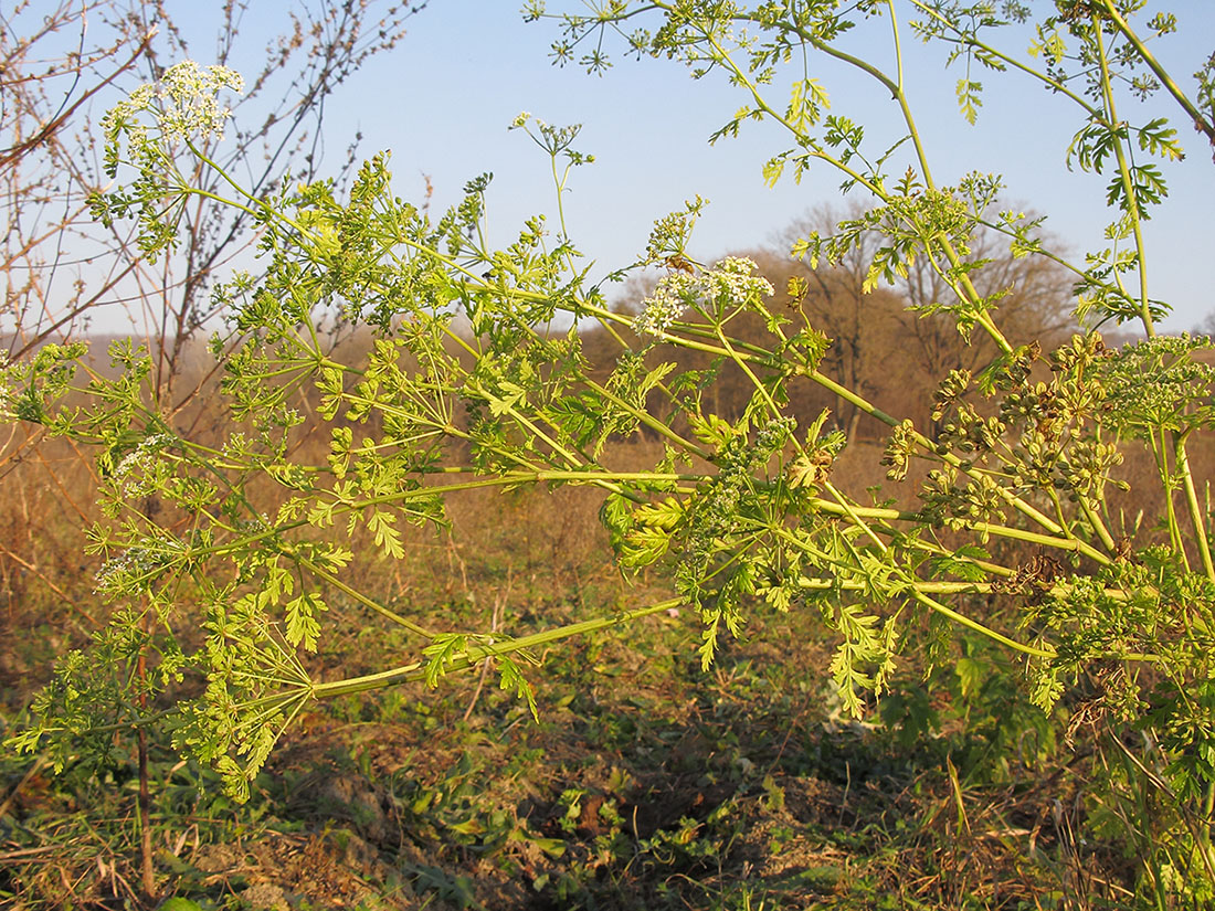 Изображение особи Conium maculatum.