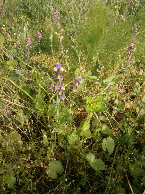 Image of Linaria triphylla specimen.