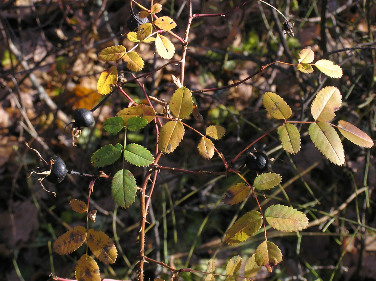 Image of Rosa spinosissima specimen.