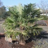 Trachycarpus fortunei. Перезимовавшее растение. Германия, г. Дюссельдорф, Ботанический сад университета. 02.03.2014.