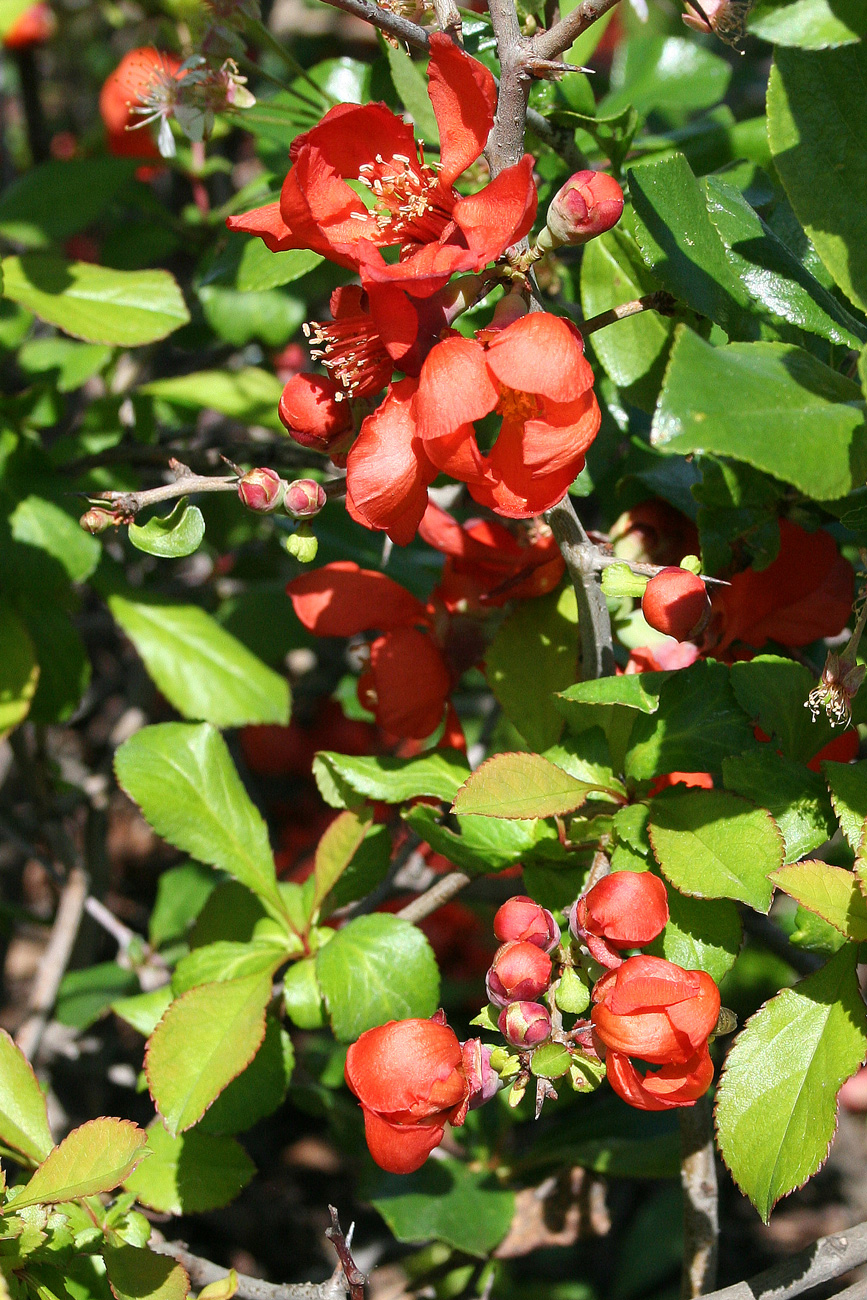 Изображение особи Chaenomeles japonica.