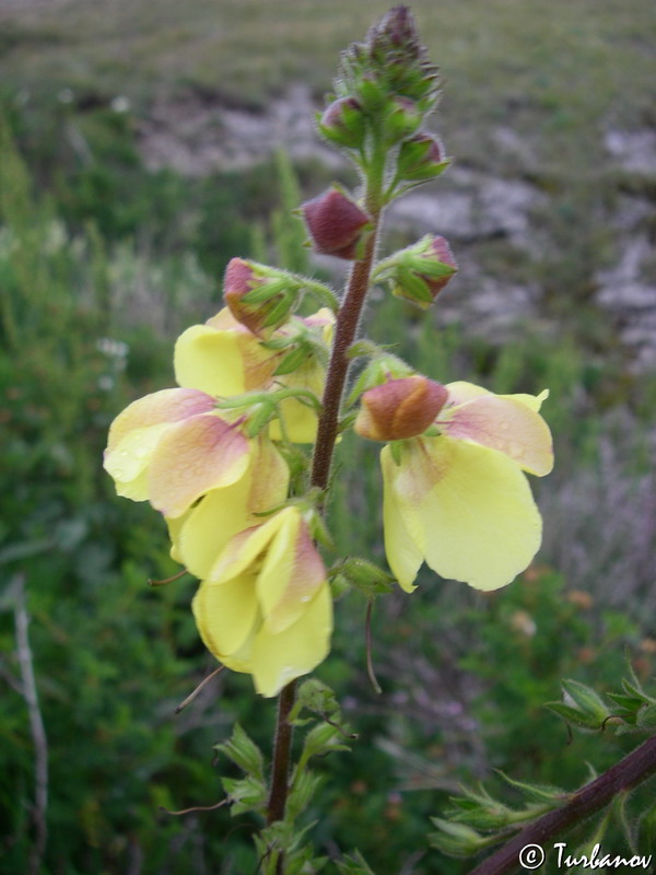 Image of Verbascum spectabile specimen.