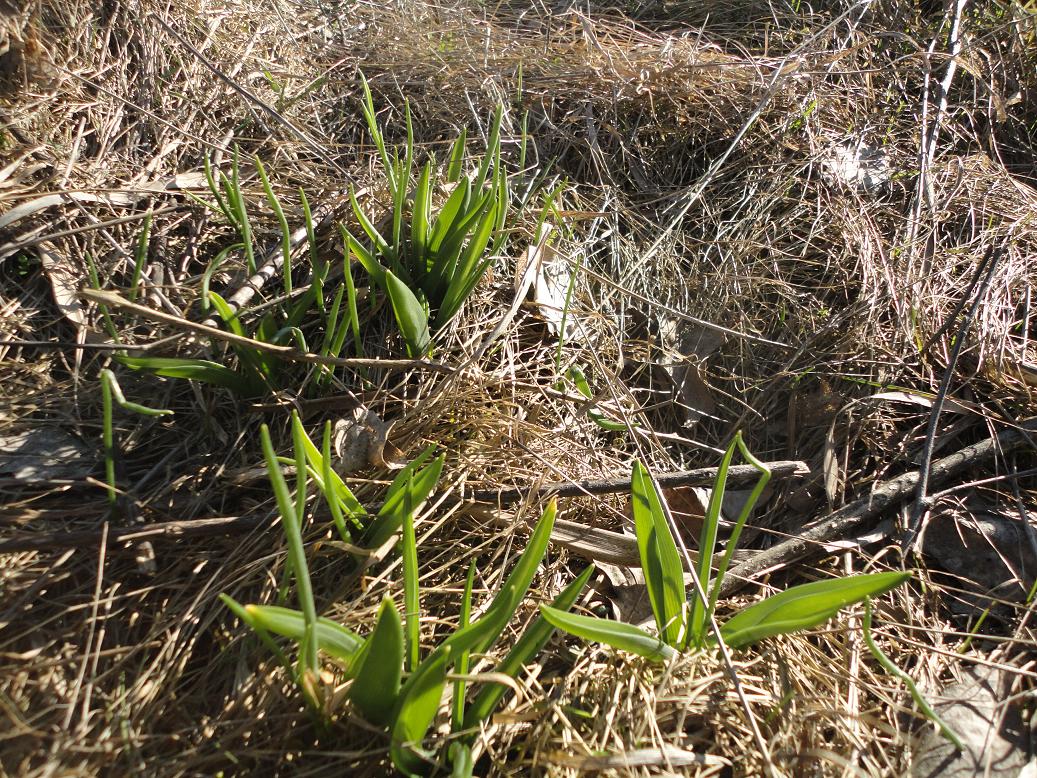 Image of Ornithogalum boucheanum specimen.