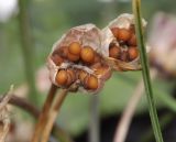 Romulea bulbocodium