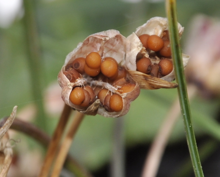 Изображение особи Romulea bulbocodium.