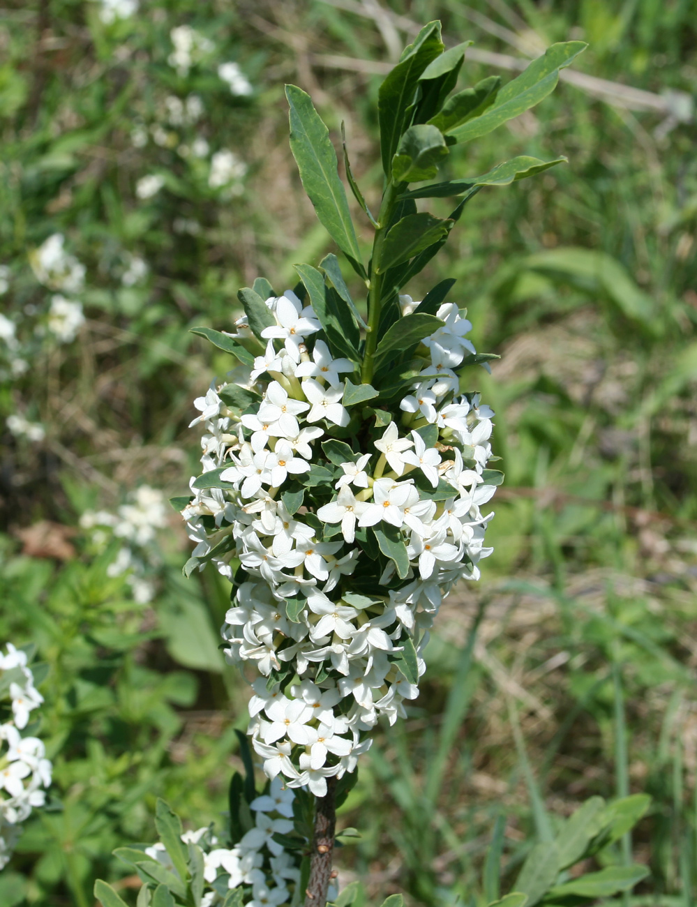 Image of Daphne altaica specimen.