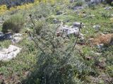Echinops adenocaulos. Бутонизирующее растение в гариге. Израиль, гора Гильбоа. 22.03.2014.