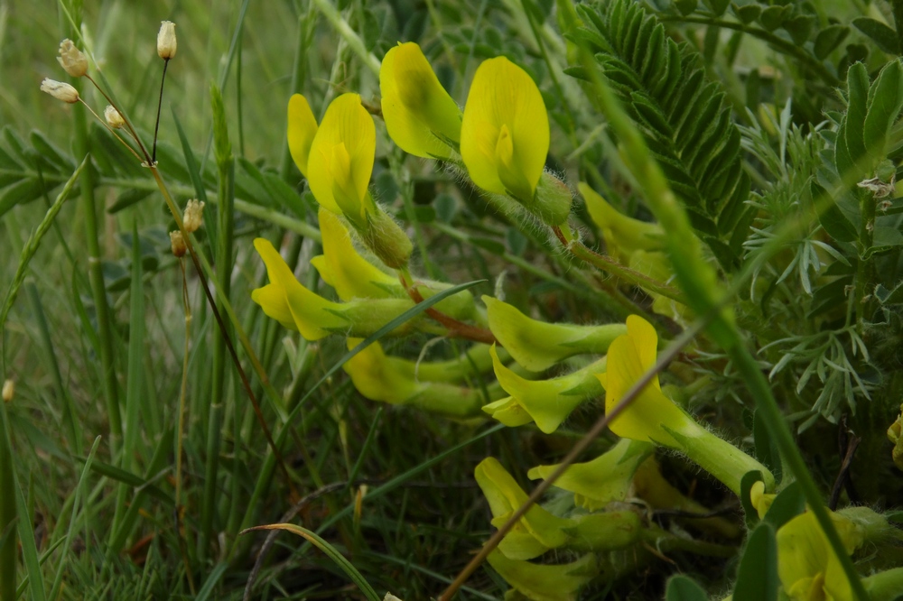 Изображение особи Astragalus henningii.