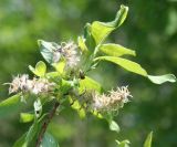 genus Salix