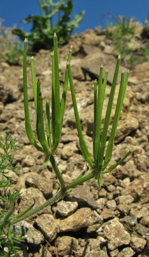 Image of Scandix macrorhyncha specimen.