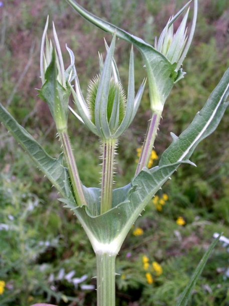 Image of Dipsacus laciniatus specimen.