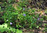 Vinca minor