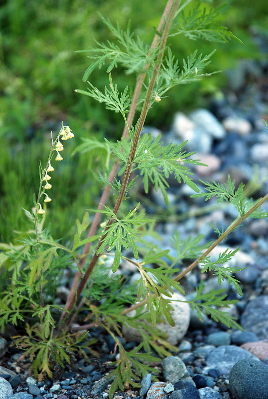 Image of Artemisia sieversiana specimen.