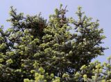 Abies concolor