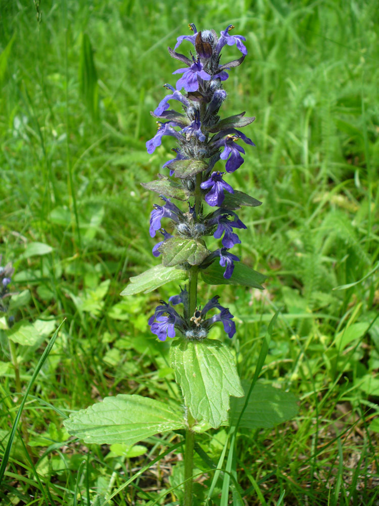 Изображение особи Ajuga genevensis.