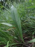 Cirsium pannonicum