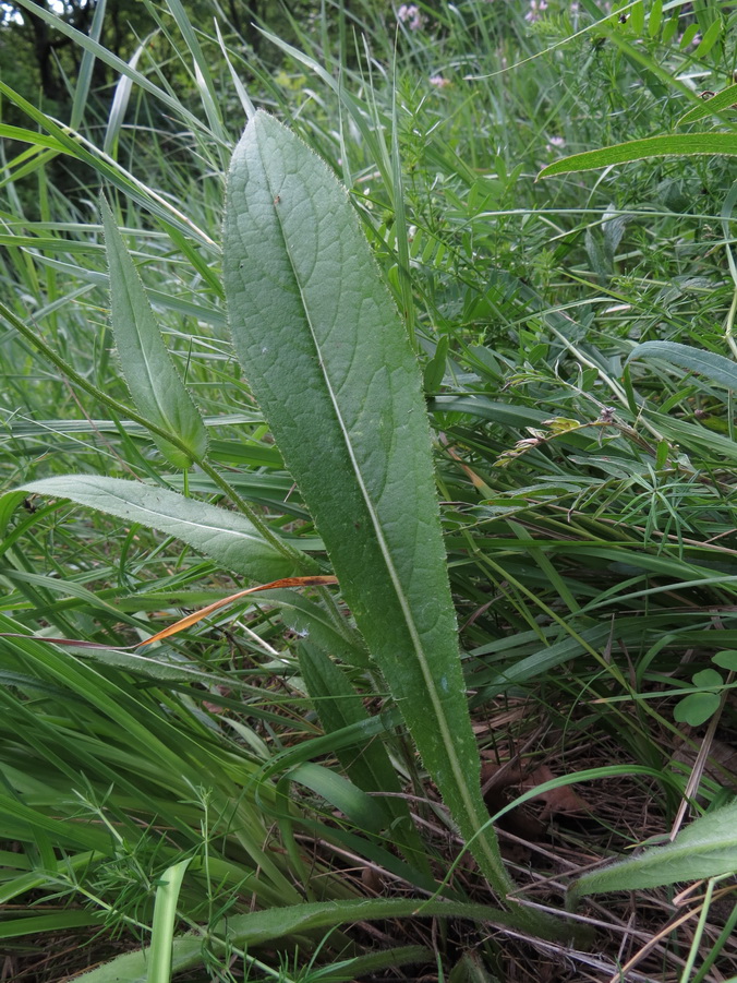 Изображение особи Cirsium pannonicum.