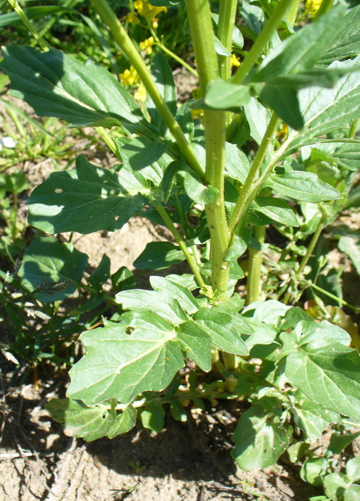 Image of Barbarea arcuata specimen.