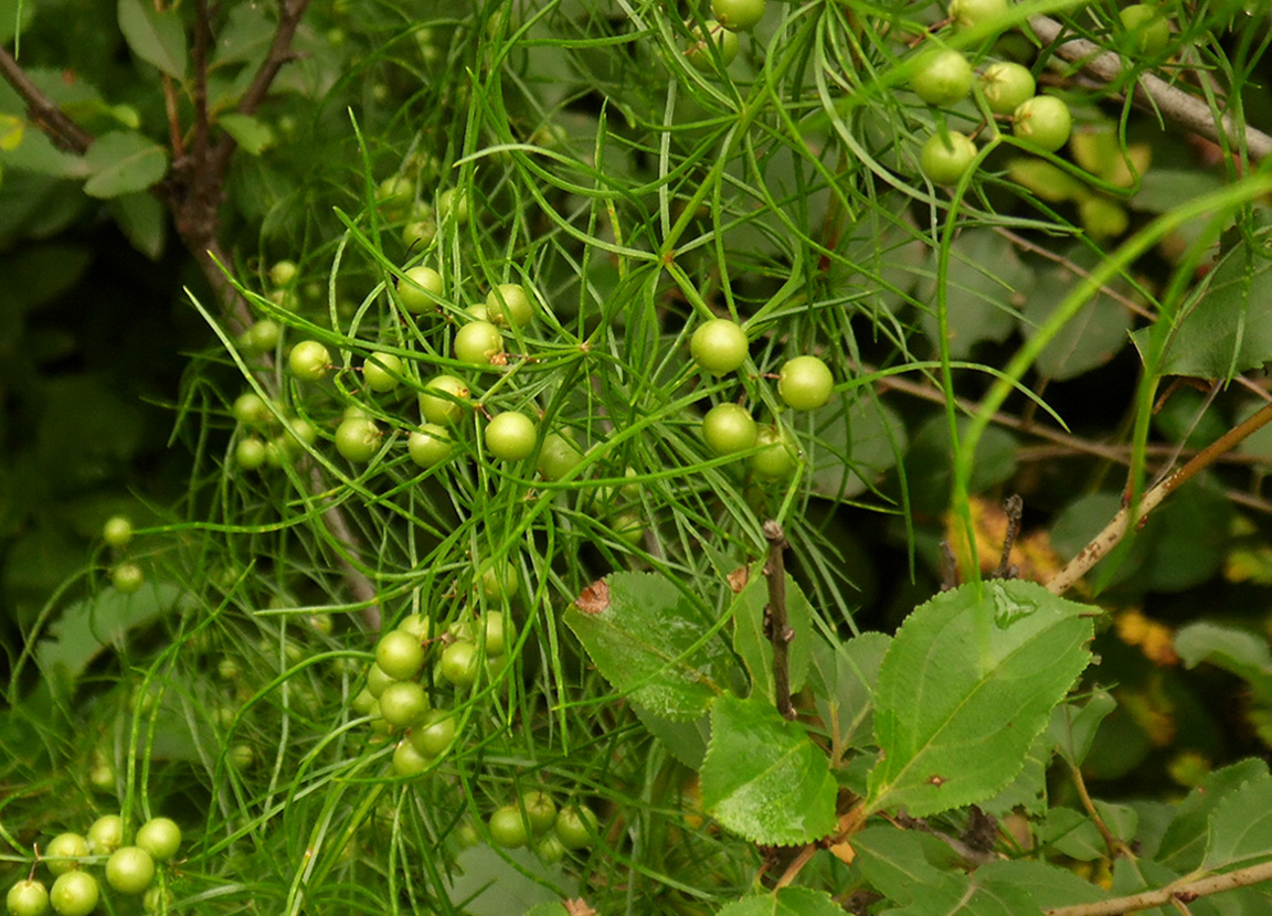 Изображение особи Asparagus verticillatus.