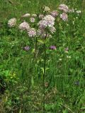 Astrantia major