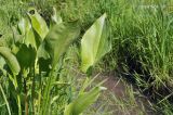 Alisma plantago-aquatica. Вегетирующее растение. Приморский край, Уссурийский р-н, окр. с. Монакино, сырой луг, колёсная колея. 28.06.2014.