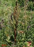 Rumex patientia ssp. orientalis