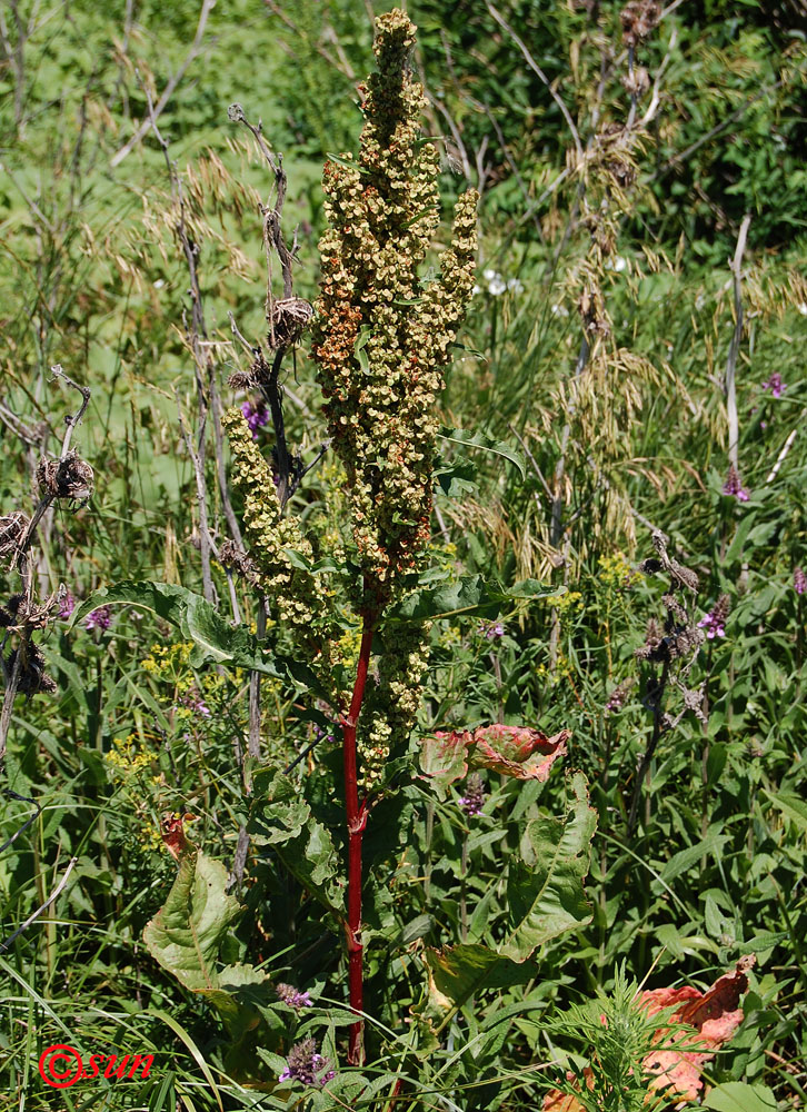 Image of Rumex patientia ssp. orientalis specimen.