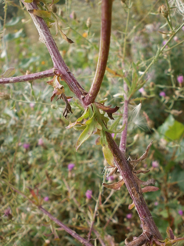 Image of Centaurea diffusa specimen.