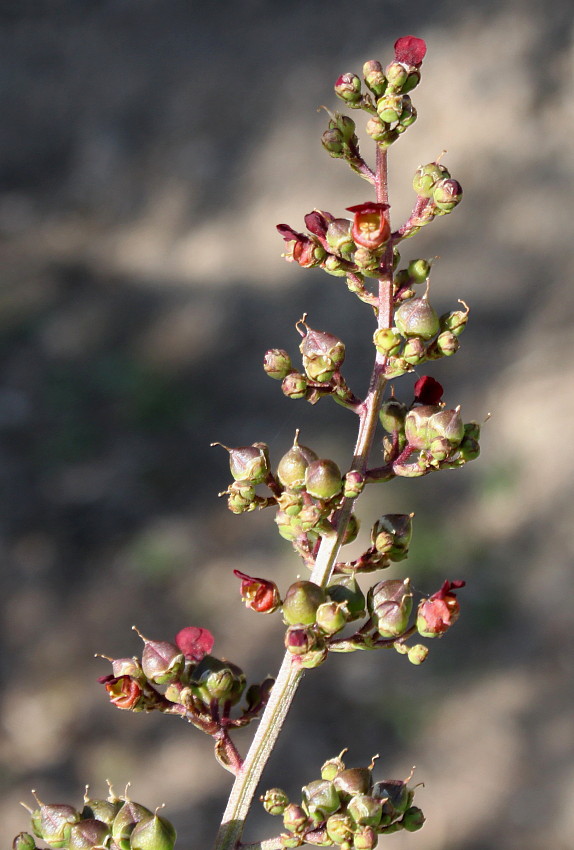 Image of Scrophularia umbrosa specimen.