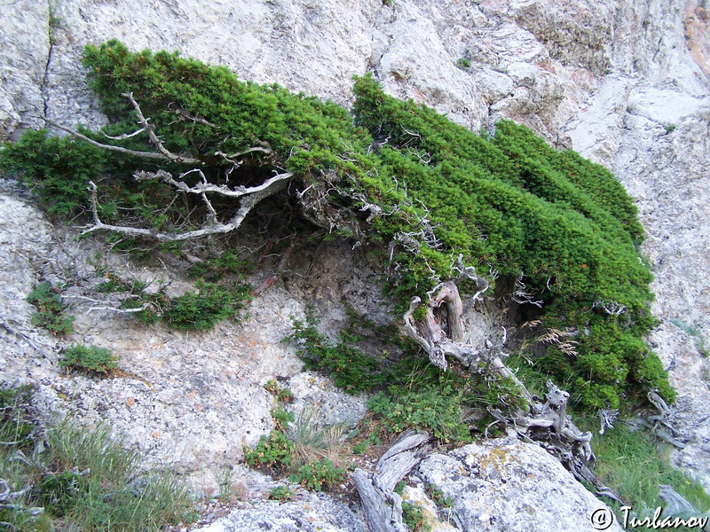 Image of Taxus baccata specimen.