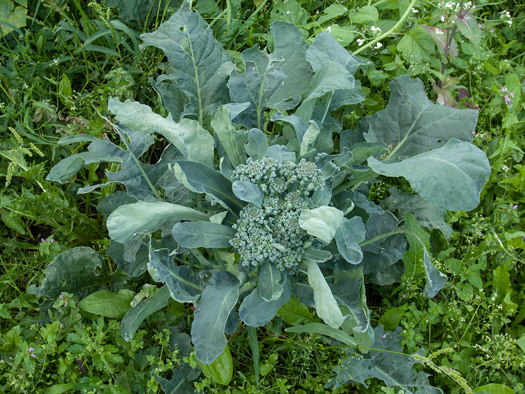 Изображение особи Brassica oleracea var. italica.