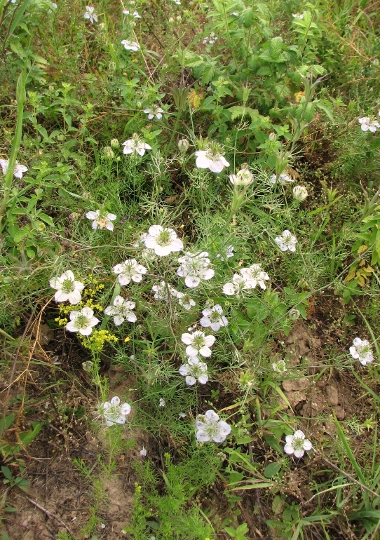 Image of Nigella arvensis specimen.