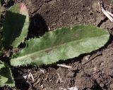 Sonchus arvensis ssp. uliginosus