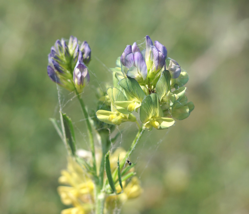 Image of Medicago &times; varia specimen.