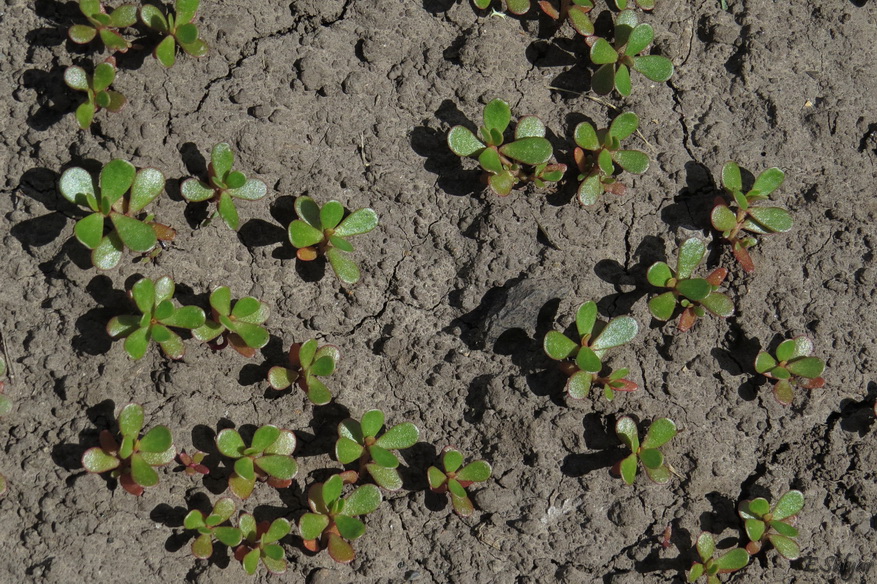 Изображение особи Portulaca oleracea.