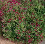 Symphyotrichum novae-angliae