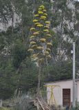 род Agave. Цветущее растение. Боливия, Ла-Пас, Лунная долина. 15 марта 2014 г.