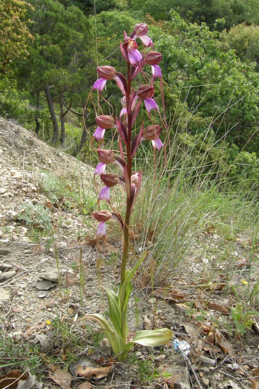 Image of Himantoglossum comperianum specimen.