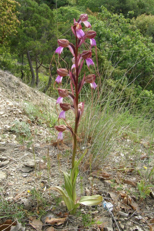 Изображение особи Himantoglossum comperianum.