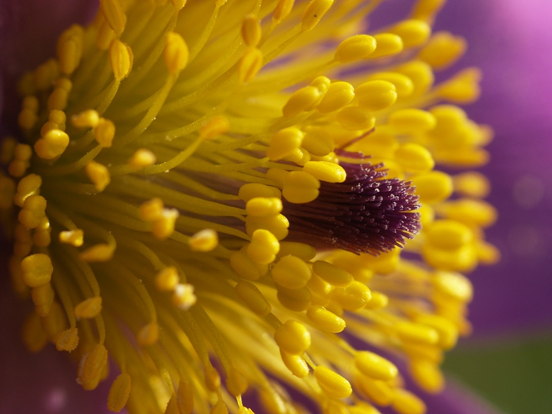 Image of Pulsatilla multifida specimen.