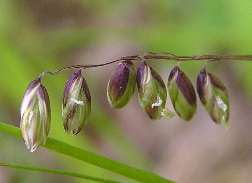 Image of Melica nutans specimen.