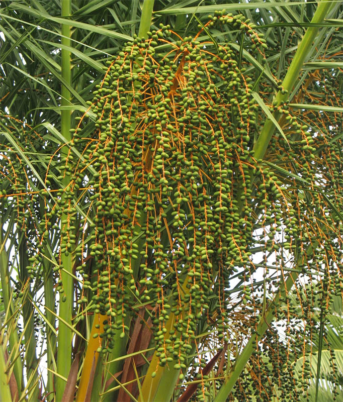 Изображение особи Phoenix canariensis.