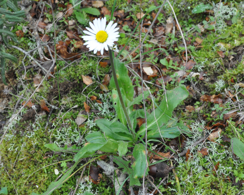 Image of Bellis sylvestris specimen.